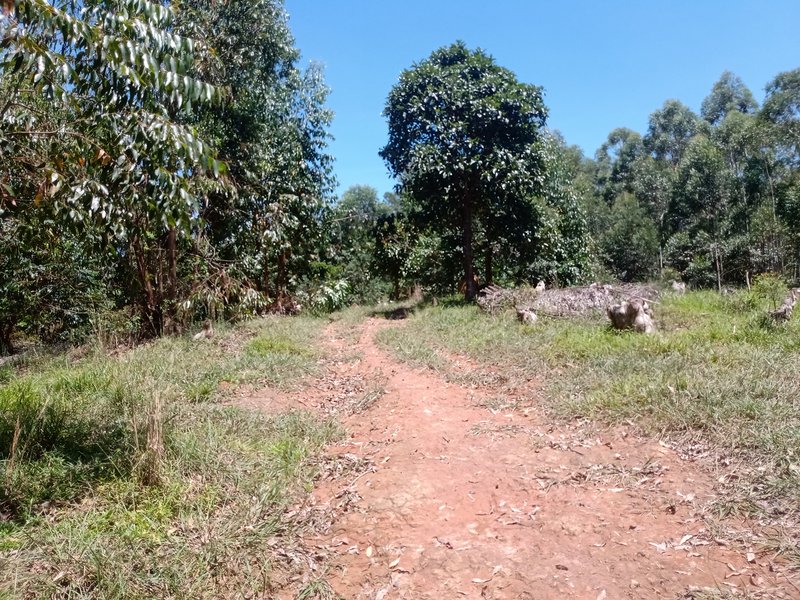 FAZENDA COM 29 ALQUEIRES EM CAÇAPAVA SP - Caçapava - 