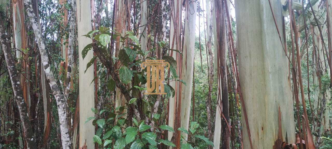 Excelente fazenda com 29 alqueires, em Ca&ccedil;apava- SP  Caçapava - 