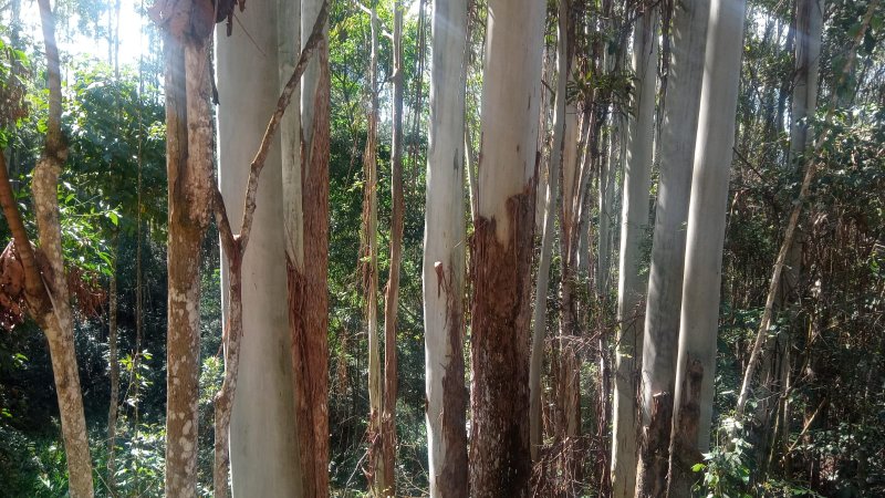 FAZENDA COM 29 ALQUEIRES EM CAÇAPAVA SP - Caçapava - 