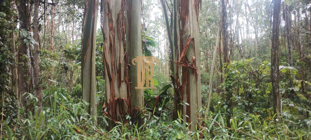 Excelente fazenda com 29 alqueires, em Ca&ccedil;apava- SP  Caçapava - 