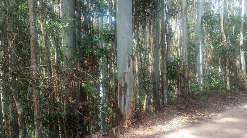 FAZENDA COM 29 ALQUEIRES EM CAÇAPAVA SP - Caçapava - 
