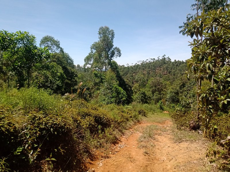 FAZENDA COM 29 ALQUEIRES EM CAÇAPAVA SP - Caçapava - 