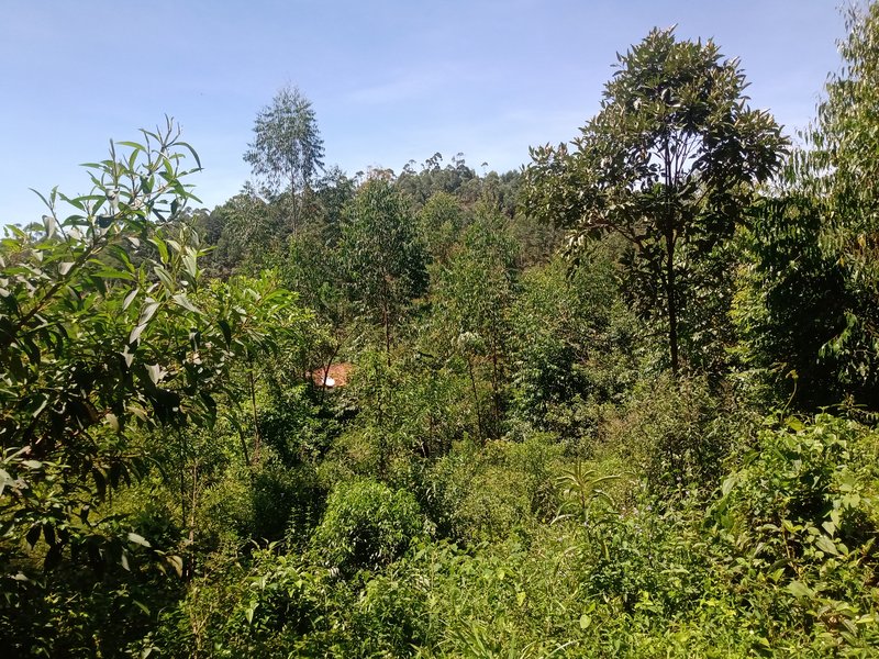 FAZENDA COM 29 ALQUEIRES EM CAÇAPAVA SP - Caçapava - 