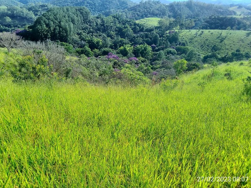 AREA COM 11.5 ALQUEIRES EM MONTEIRO LOBATO SP - MONTEIRO LOBATO - 