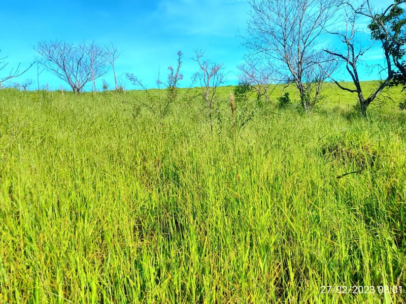 AREA COM 11.5 ALQUEIRES EM MONTEIRO LOBATO SP - MONTEIRO LOBATO - 