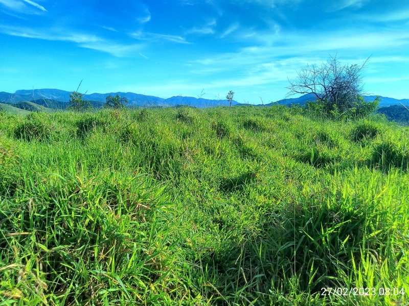 AREA COM 11.5 ALQUEIRES EM MONTEIRO LOBATO SP - MONTEIRO LOBATO - 