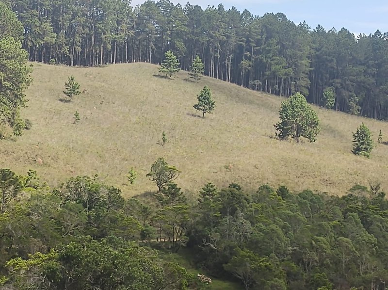 FAZENDA COM 83 ALQUEIRES EM DELFIM MOREIRA/MINAS GERAIS - DELFIM MOREIRA - 