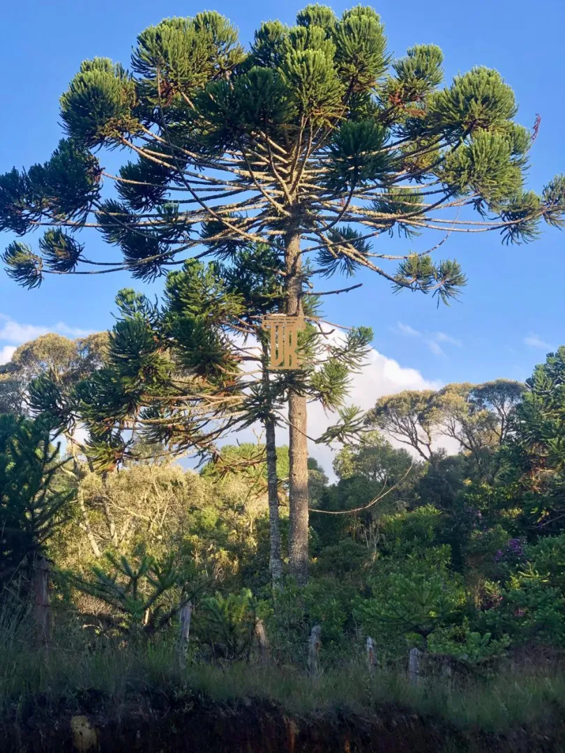 FAZENDA COM 192 HECTARES EM DELFIM MOREIRA/MINAS GERAIS  Delfim Moreira - 