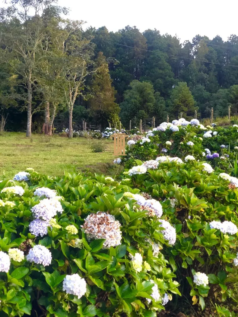 FAZENDA COM 192 HECTARES EM DELFIM MOREIRA/MINAS GERAIS  Delfim Moreira - 
