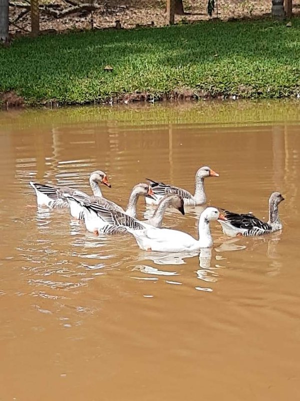 SITIO COM 4 ALQUEIRES EM PARAIBUNA SP - Paraibuna - 