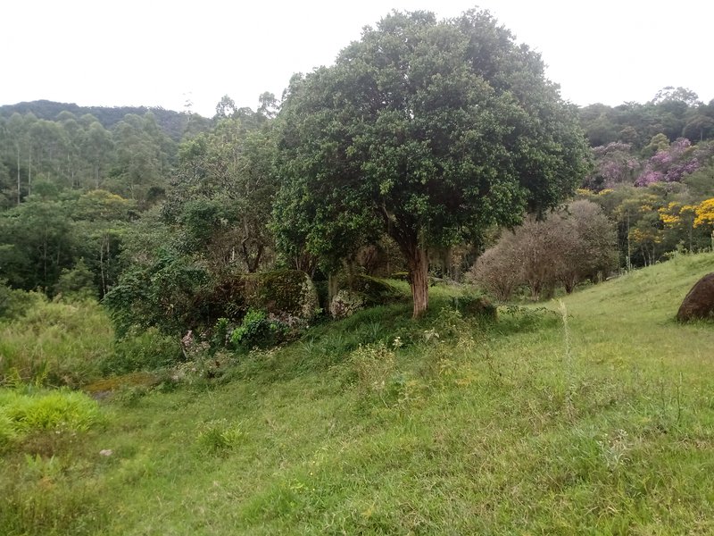 SITIO COM 7 ALQUEIRES EM PARAIBUNA SP - Paraibuna - 