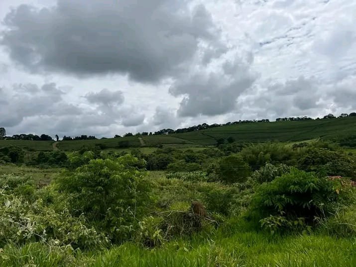 FAZENDA COM 101 HECTARES EM CAMBUQUIRA MG - CAMBUQUIRA - 