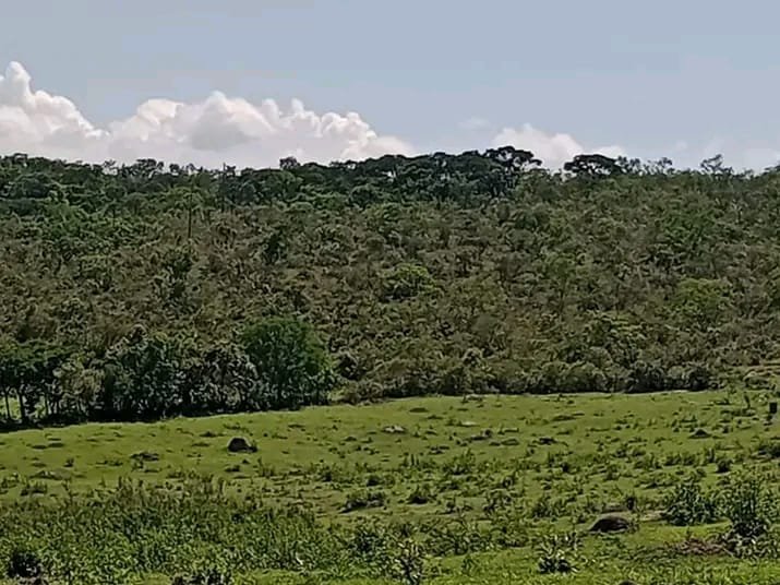 FAZENDA COM 101 HECTARES EM CAMBUQUIRA MG - CAMBUQUIRA - 