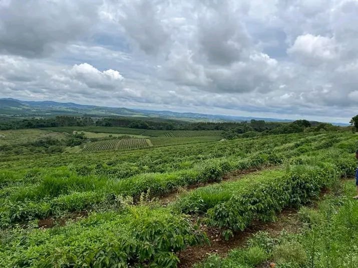FAZENDA COM 101 HECTARES EM CAMBUQUIRA MG - CAMBUQUIRA - 