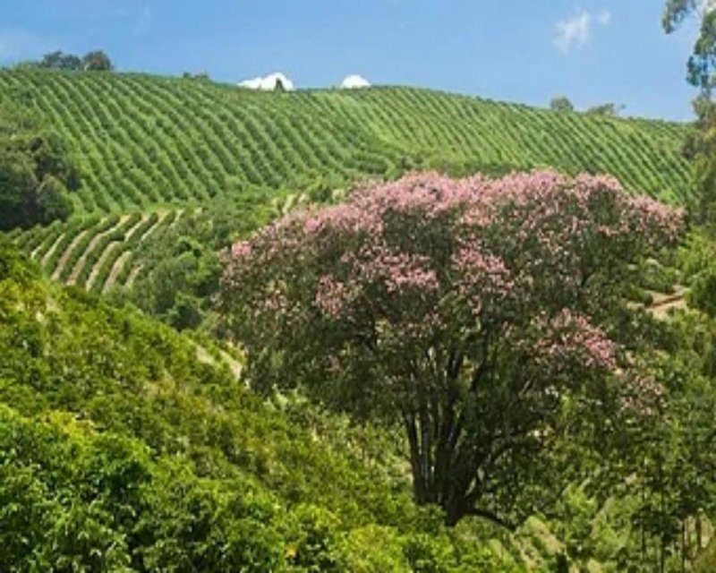 FAZENDA COM 216 HECTARES EM CONCEIÇÃO DO RIO VERDE MG - CONCEICAO DO RIO VERDE - 