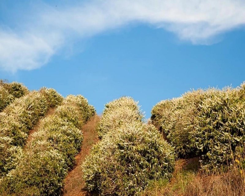 FAZENDA COM 216 HECTARES EM CONCEIÇÃO DO RIO VERDE MG - CONCEICAO DO RIO VERDE - 