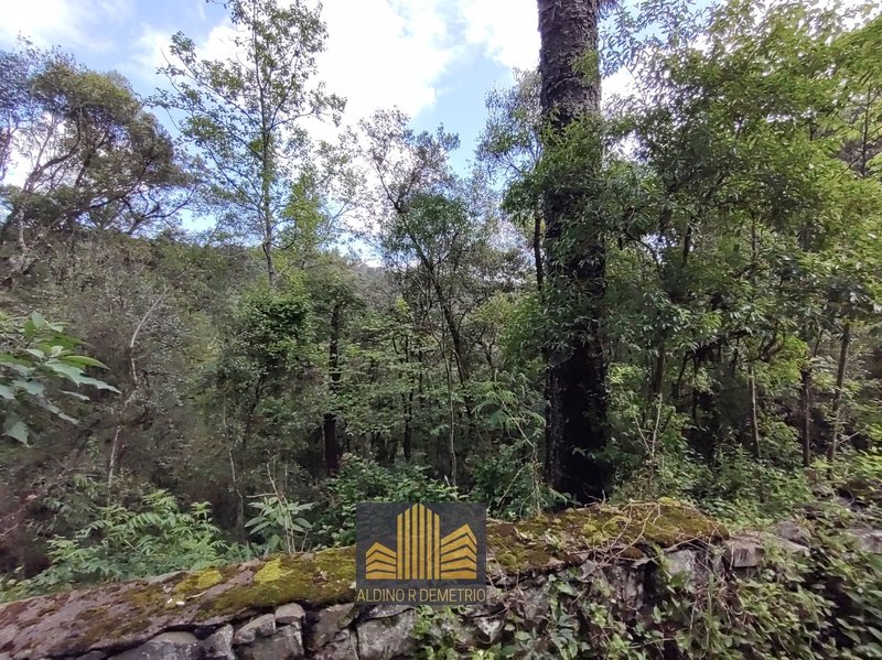 Excelente oportunidade de negócio, uma chácara medindo 42,96 hectares de terra nativa! Estrada Municipal Vicente Menezes Caxias do Sul - 