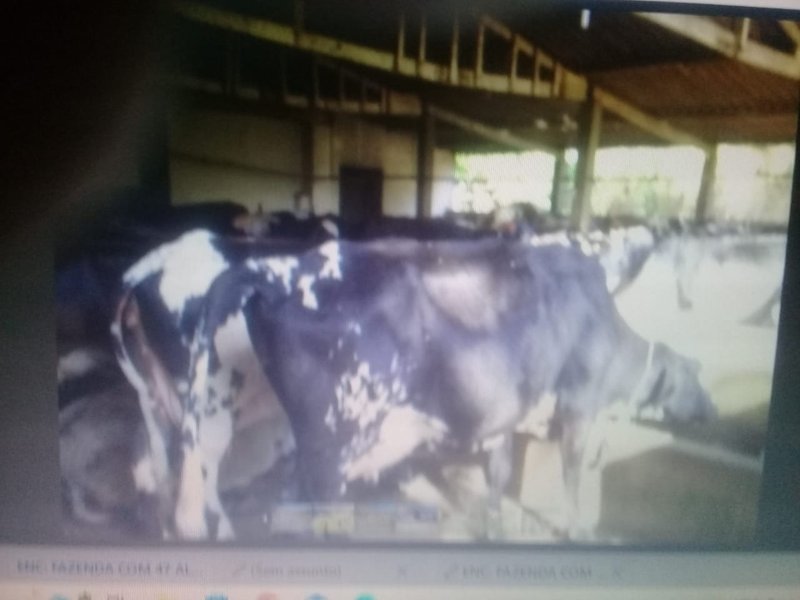 FAZENDA COM 47 ALQUEIRES EM REDENÇÃO DA SERRA SP - REDENCAO DA SERRA - 