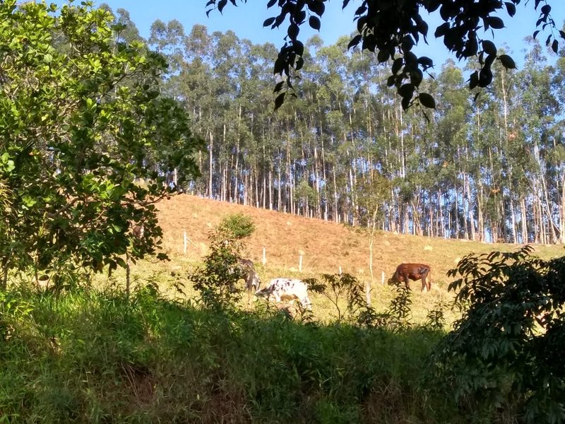 FAZENDA COM 125 ALQUEIRES EM PARAIBUNA SP - Paraibuna - 