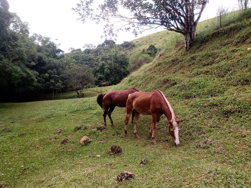 SÍTIO COM 33.000 METROS EM MONTEIRO LOBATO/SÃO PAULO - MONTEIRO LOBATO - 