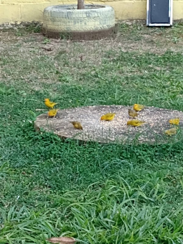 CHACARA COM 1.600 METROS EM NATIVIDADE DA SERRA SP - NATIVIDADE DA SERRA - 