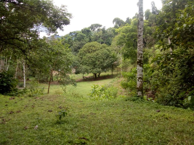CHACARA COM 20.000 METROS EM CARAGUATATUBA SP - Caraguatatuba - 