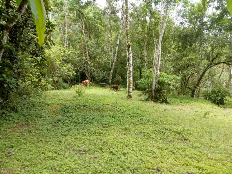 CHACARA COM 20.000 METROS EM CARAGUATATUBA SP - Caraguatatuba - 