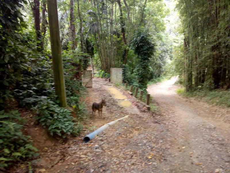 CHACARA COM 20.000 METROS EM CARAGUATATUBA SP - Caraguatatuba - 