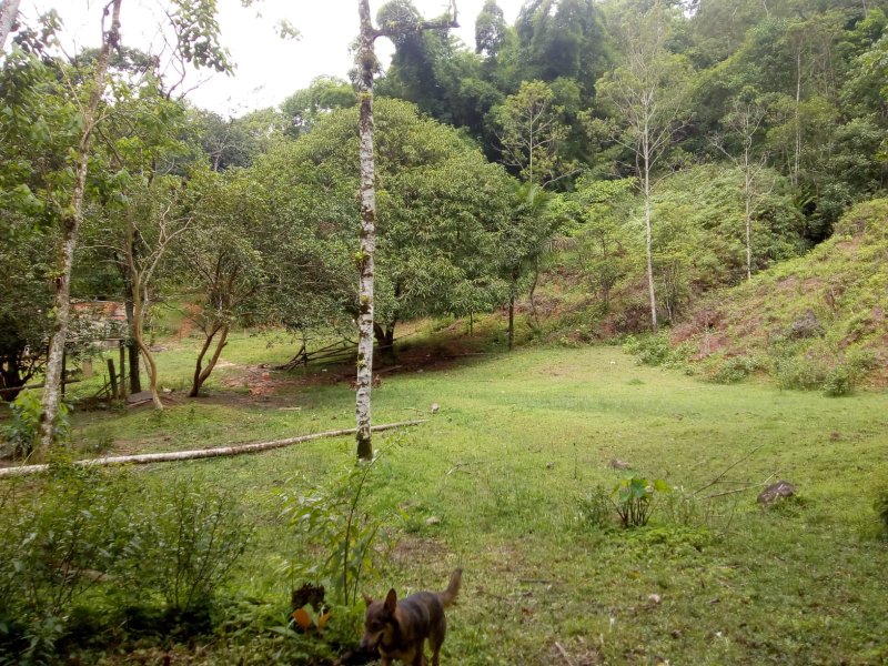 CHACARA COM 20.000 METROS EM CARAGUATATUBA SP - Caraguatatuba - 