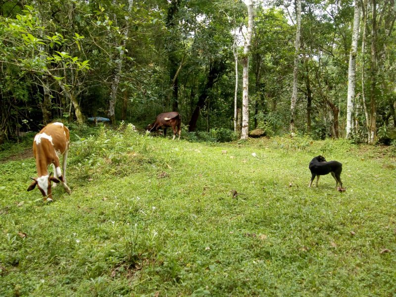 CHACARA COM 20.000 METROS EM CARAGUATATUBA SP - Caraguatatuba - 