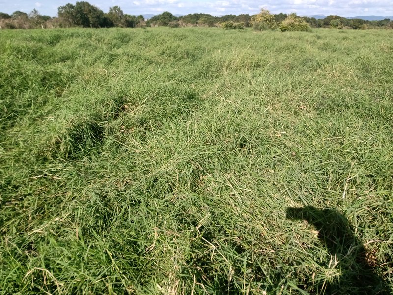 SITIO COM 5 ALQUEIRES EM CAÇAPAVA SP - Caçapava - 