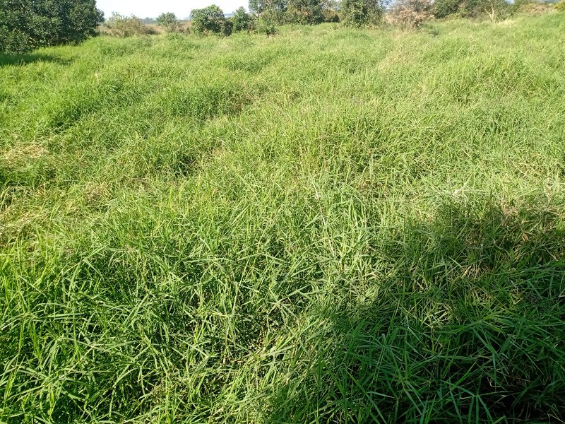SITIO COM 5 ALQUEIRES EM CAÇAPAVA SP - Caçapava - 