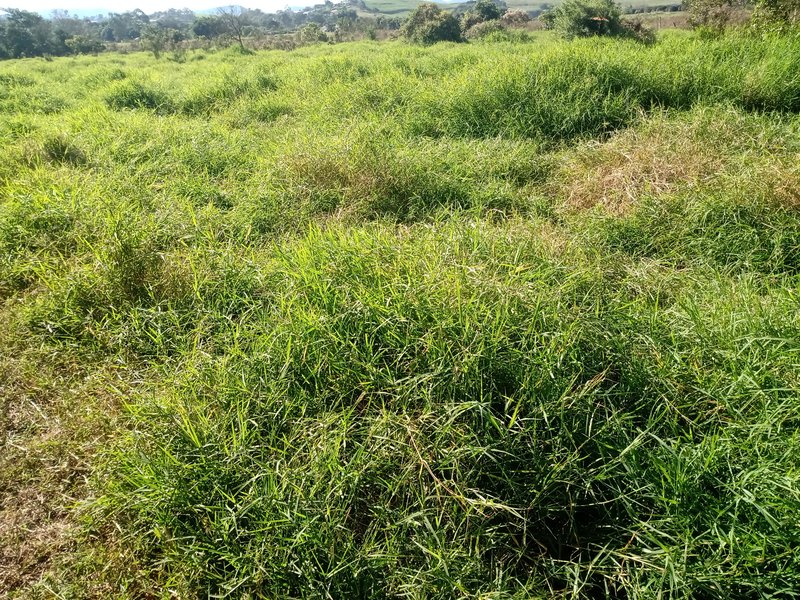 SITIO COM 5 ALQUEIRES EM CAÇAPAVA SP - Caçapava - 