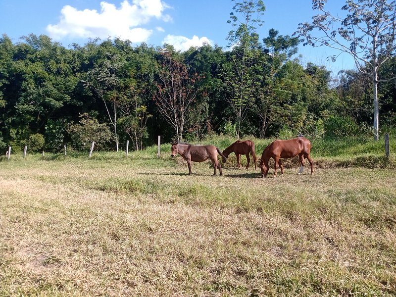 SITIO COM 5 ALQUEIRES EM CAÇAPAVA SP - Caçapava - 