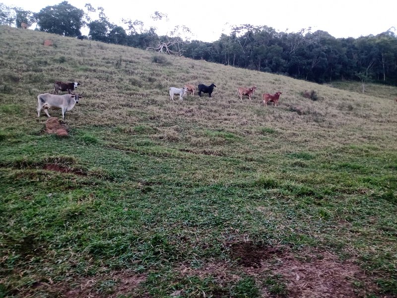 SITIO COM 4 ALQUEIRES EM PARAIBUNA SP - Paraibuna - 