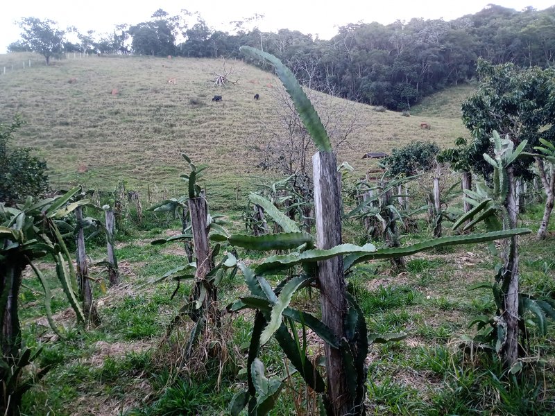 SITIO COM 4 ALQUEIRES EM PARAIBUNA SP - Paraibuna - 