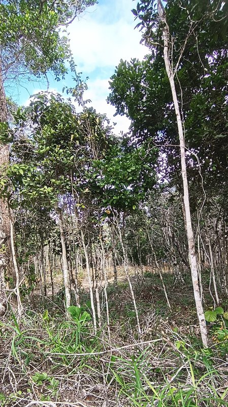 Terreno Comercial/Residencial Pedra Azul - Arraial D´ajuda Pedra Azul Porto Seguro - 