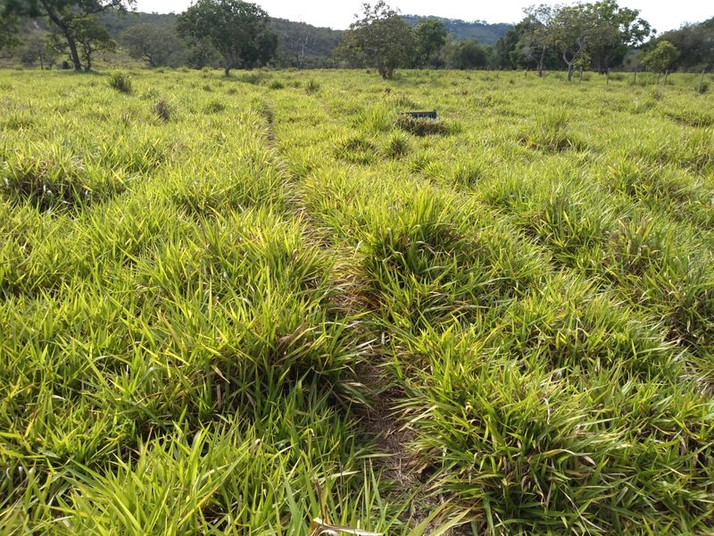 FAZENDA COM 110 ALQUEIRES EM CLARAVAL/MINAS GERAIS - CLARAVAL - 