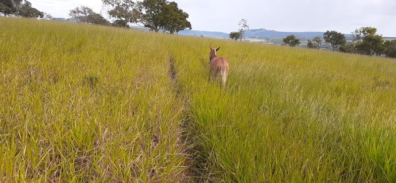 FAZENDA COM 110 ALQUEIRES EM CLARAVAL/MINAS GERAIS - CLARAVAL - 