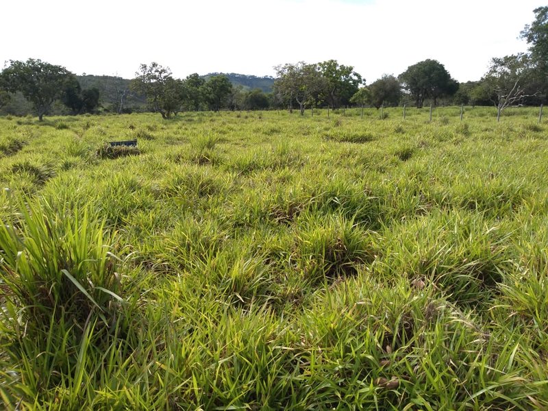 FAZENDA COM 110 ALQUEIRES EM CLARAVAL/MINAS GERAIS - CLARAVAL - 