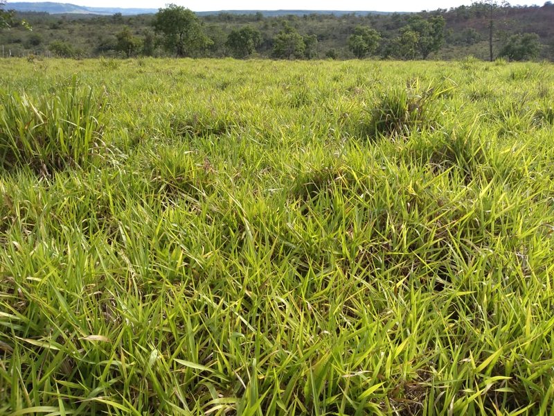 FAZENDA COM 110 ALQUEIRES EM CLARAVAL/MINAS GERAIS - CLARAVAL - 