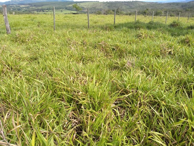 FAZENDA COM 110 ALQUEIRES EM CLARAVAL/MINAS GERAIS - CLARAVAL - 