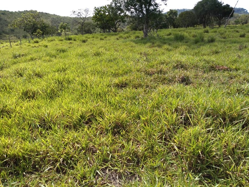 FAZENDA COM 110 ALQUEIRES EM CLARAVAL/MINAS GERAIS - CLARAVAL - 