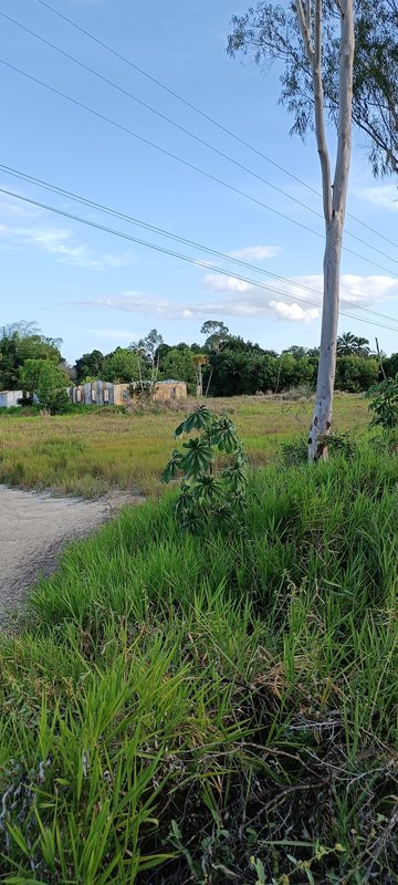 Area Plana 170 mtrs Frente Rod BA001 - Prox Arraial D´ajuda Frente Rod BA 001 Porto Seguro - 