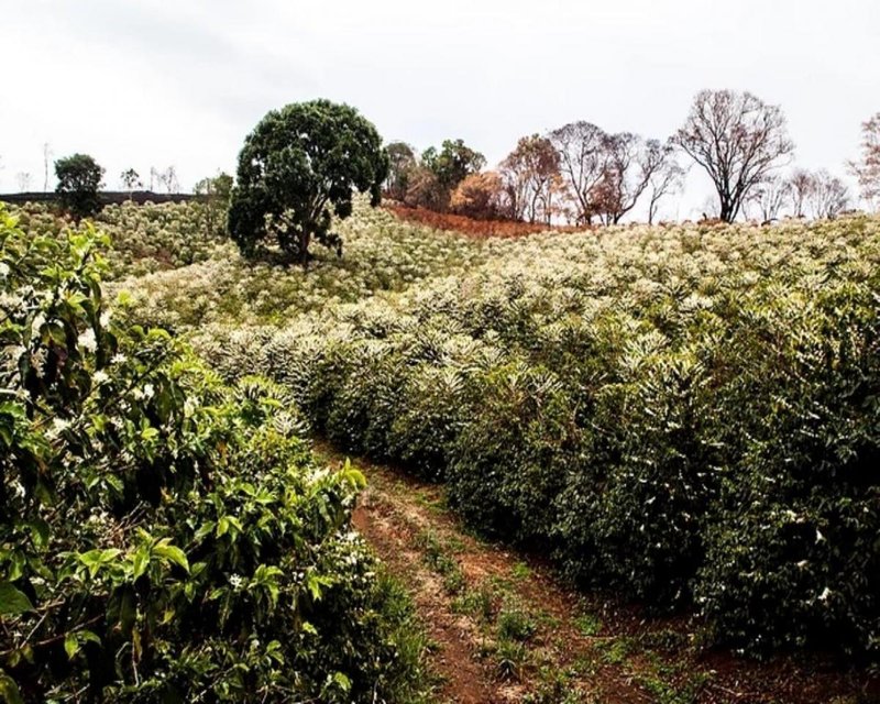 FAZENDA COM 110 HECTARES NA REGIÃO CAMBUQUIRA/MINAS GERAIS - CAMBUQUIRA - 