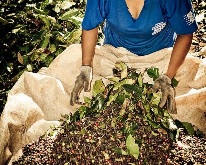 FAZENDA COM 110 HECTARES NA REGIÃO CAMBUQUIRA/MINAS GERAIS - CAMBUQUIRA - 