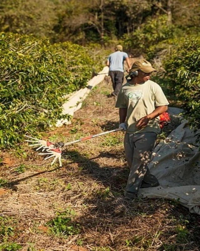 FAZENDA COM 110 HECTARES NA REGIÃO CAMBUQUIRA/MINAS GERAIS - CAMBUQUIRA - 