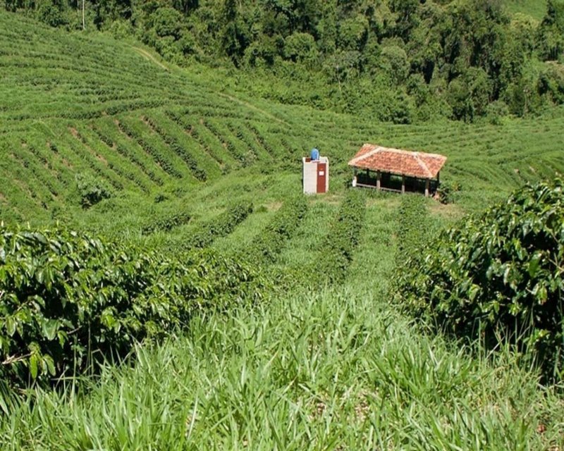 FAZENDA COM 110 HECTARES NA REGIÃO CAMBUQUIRA/MINAS GERAIS - CAMBUQUIRA - 
