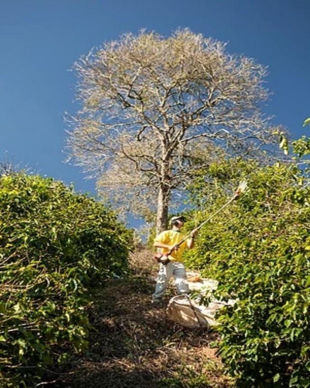 FAZENDA COM 110 HECTARES NA REGIÃO CAMBUQUIRA/MINAS GERAIS - CAMBUQUIRA - 