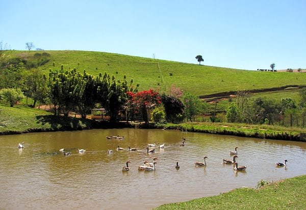 FAZENDA COM 110 HECTARES NA REGIÃO CAMBUQUIRA/MINAS GERAIS - CAMBUQUIRA - 